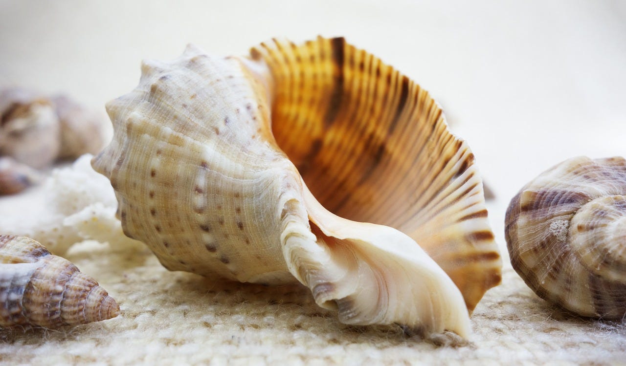 a shell on a beach