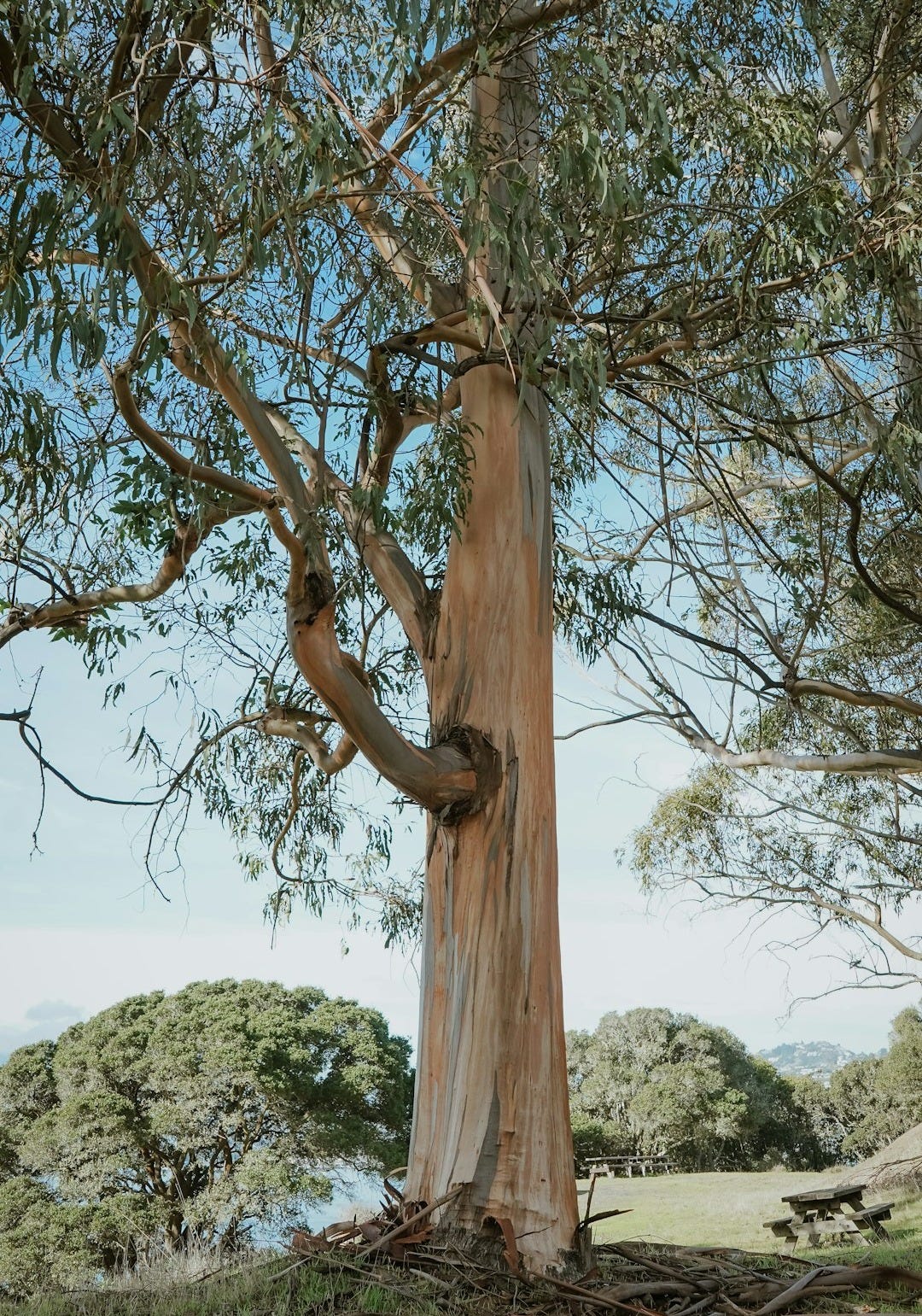 tall tree tall tree
