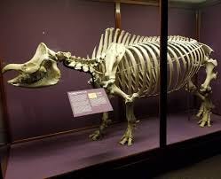 Skull Store - Indian Rhinoceros skeleton at @fieldmuseum in Chicago! |  Facebook