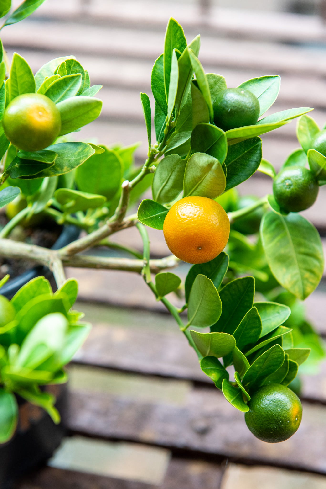 ID: Close up of ripe orange calamansi fruit with green unripe ones in the background.