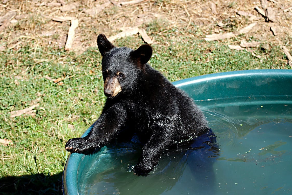 Free A Black Bear in a Tub of Water Stock Photo
