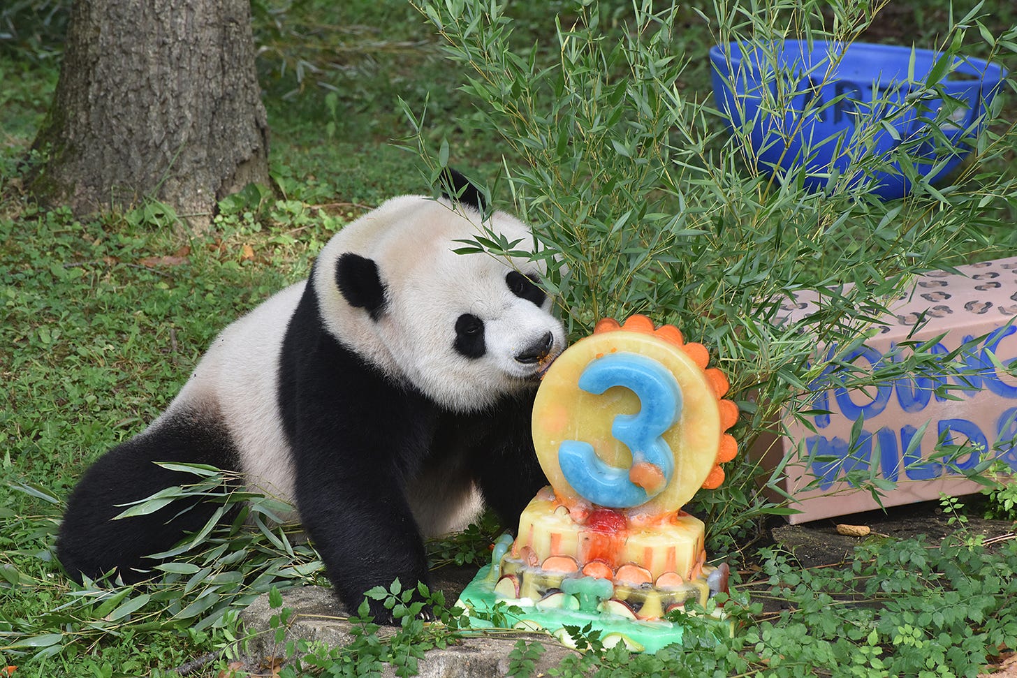 Giant panda Xiao Qi Ji enjoys an ice cake to celebrate his third birthday at the Smithsonian's National Zoo in Washington.