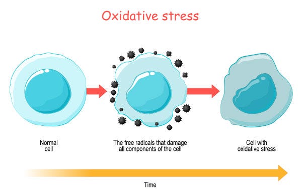 Oxidative stress and Inflammation: Causes, Effects, and Prevention