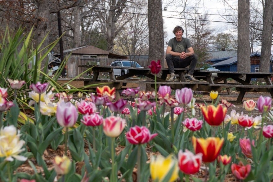 Marco Rozenbroek and a team of volunteers planted thousands of tulips and other flowers at Grovemont Park.