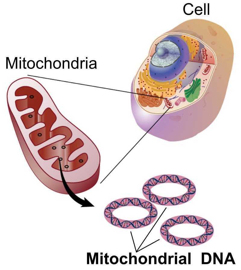 Mitochondrial DNA - Wikipedia