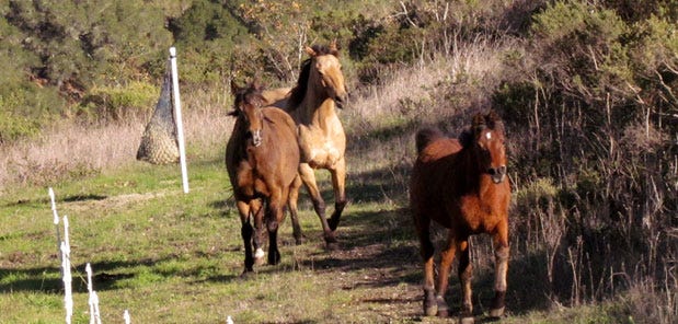 Encourage horses to move