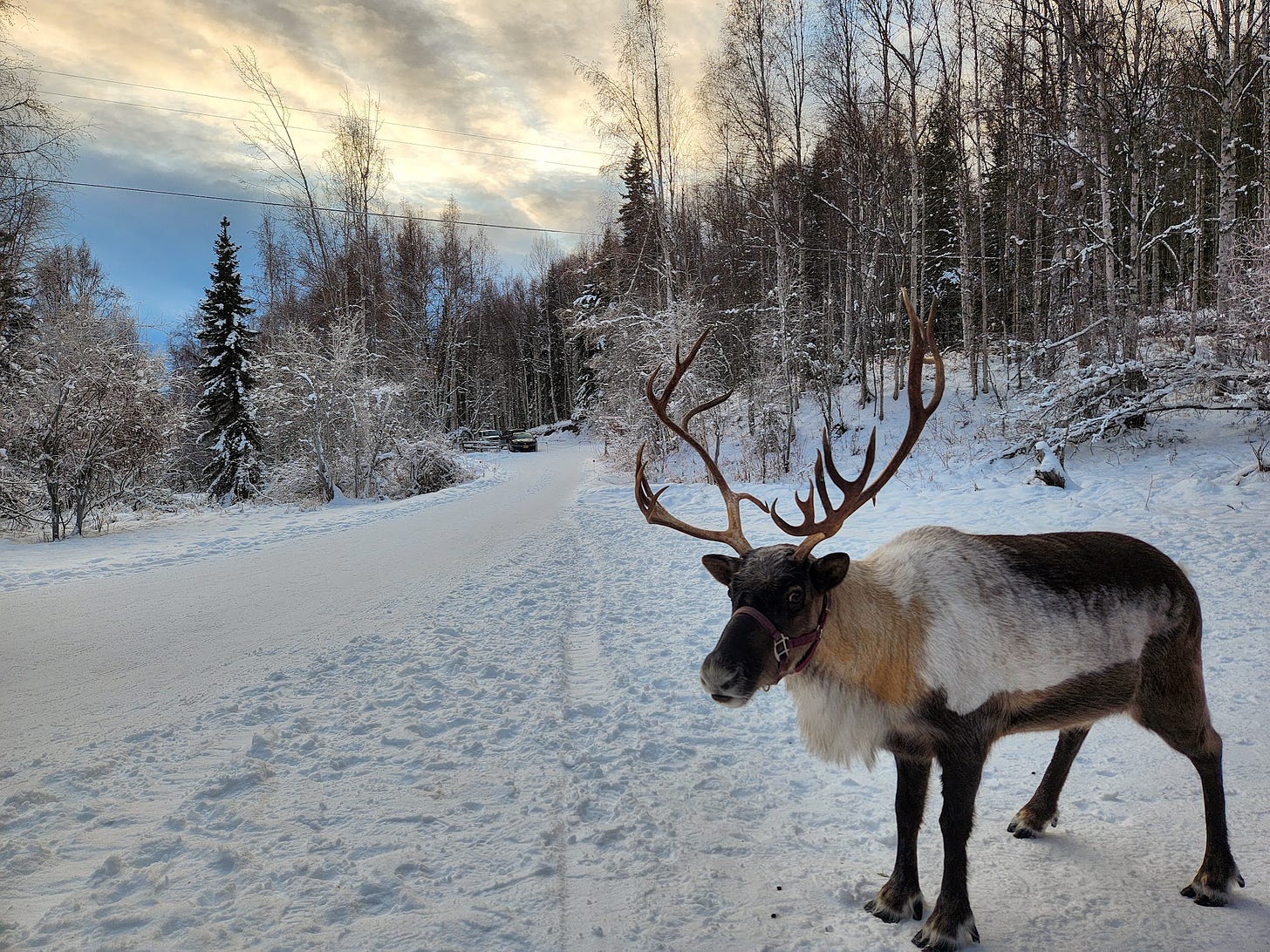 Reindeer in a snowy field with trees around