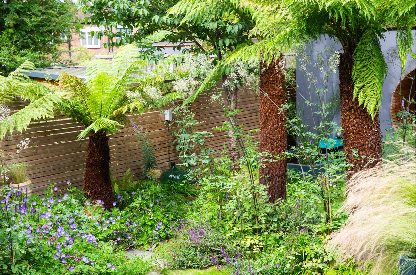 a modern city garden design with tree ferns and horizontal trellis fencing