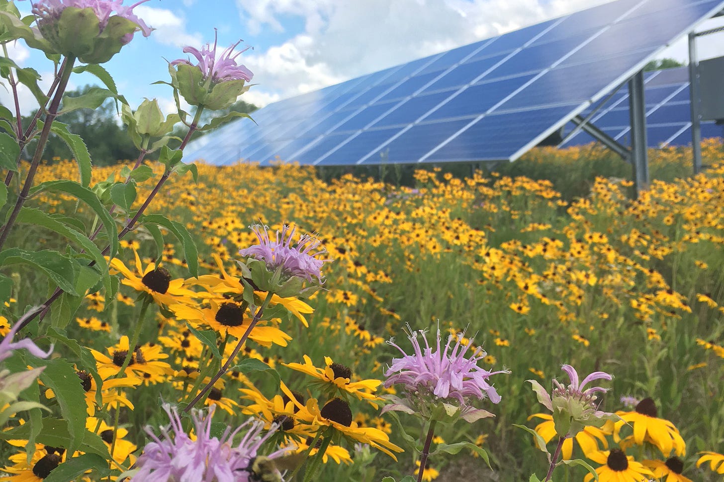 Minnesota_solar_panels_and_flowers.jpg