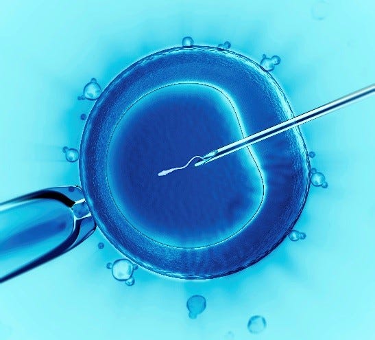In vitro fertilisation - Wikipedia