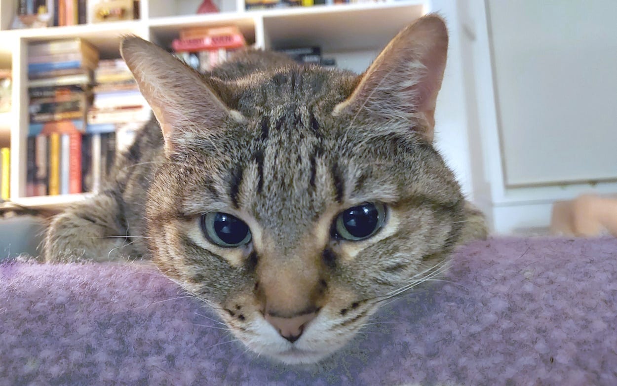 Close-up of a tabby cat lying on her tummy, staring straight at the camera