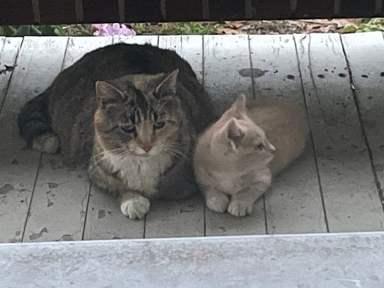 A mother cat and baby.