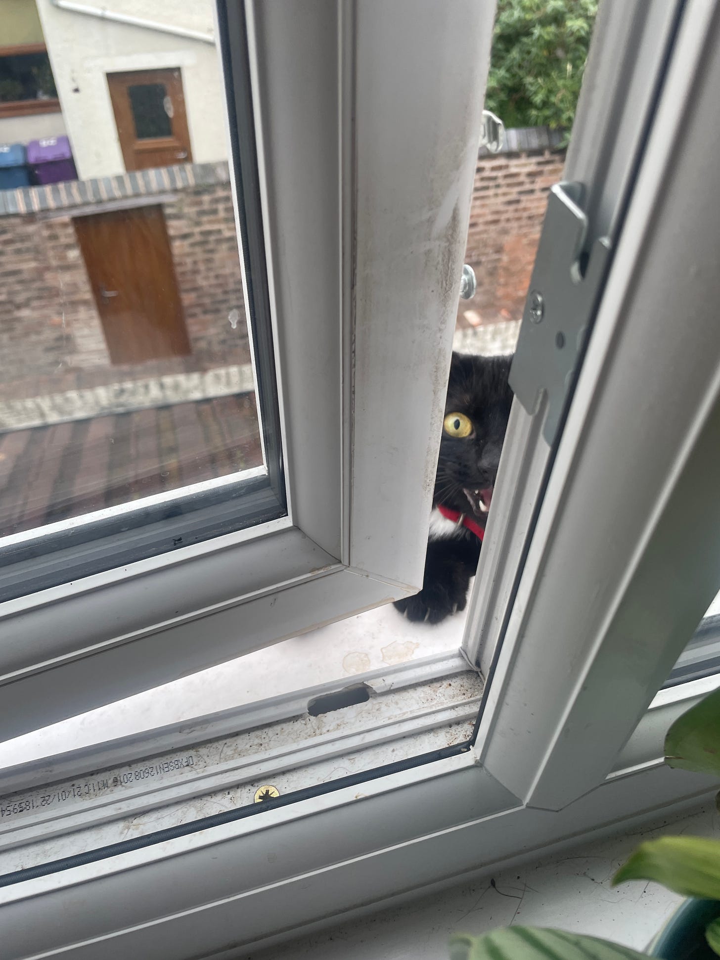 Bailey, a black cat with a white tuft on his chest and big green eyes is staring through the gap in the open window and screaming to be let into the house.