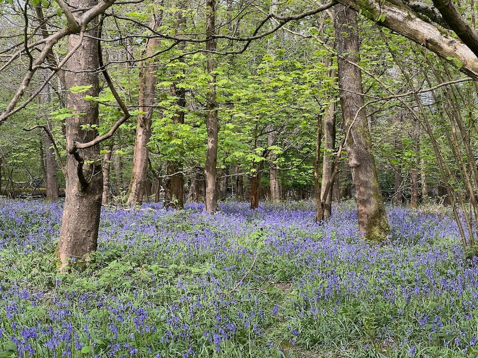 Photo by Author — my favourite time of year — Bluebells in my local wood
