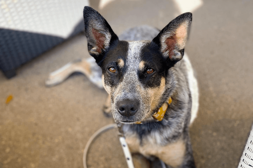 Scout the Australian cattle dog comfortably relaxing at a dog-friendly patio in Melbourne, Florida