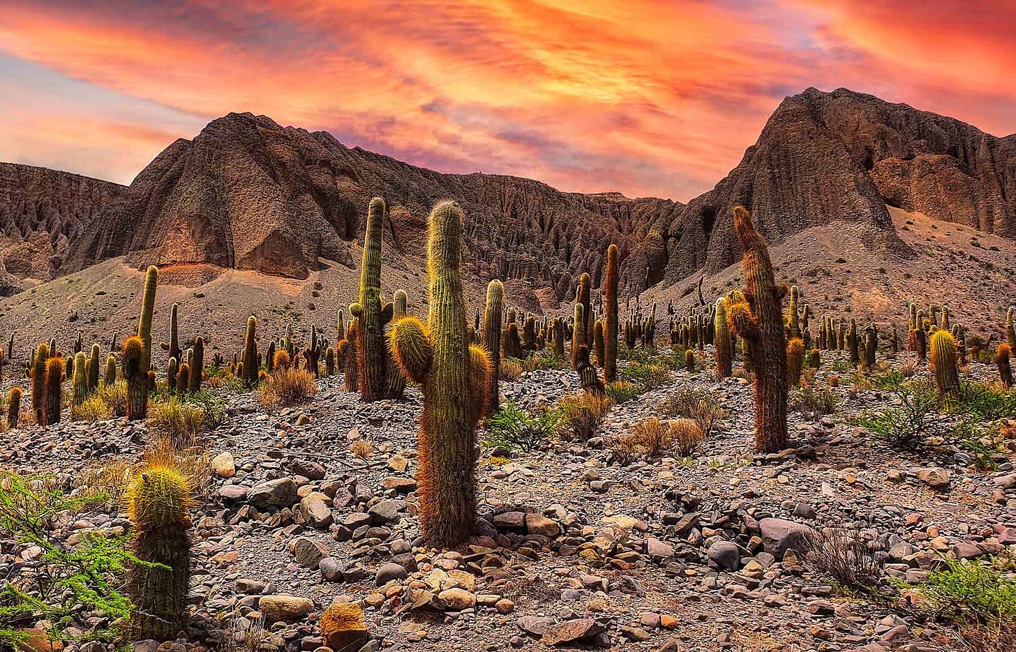 Cactus standing on rocky ground in front of mountains and a sunset. Cactus standing on rocky ground in front of mountains and a sunset.