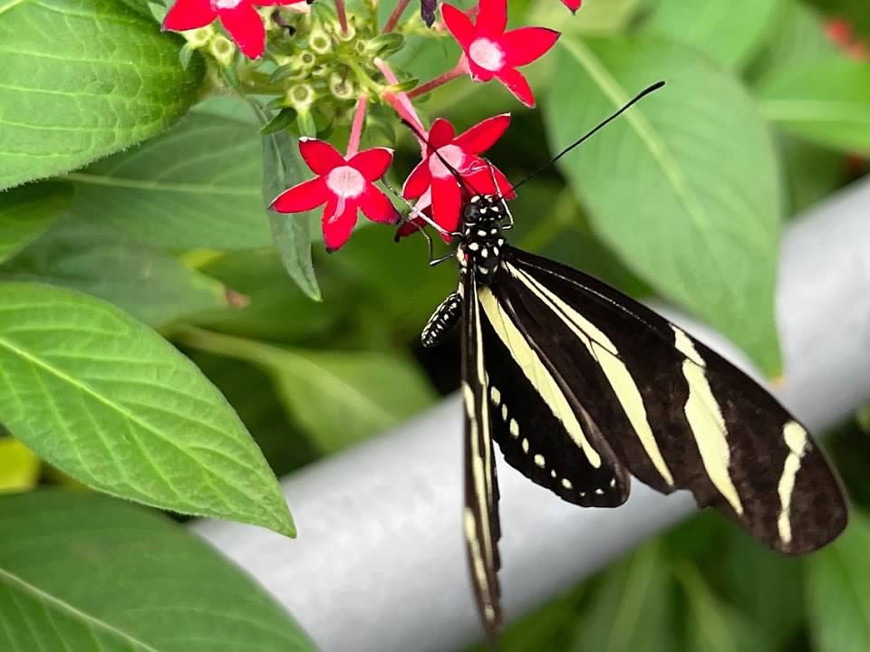 A black and yellow striped butterfly sips nectar from a cluster of small red flowers