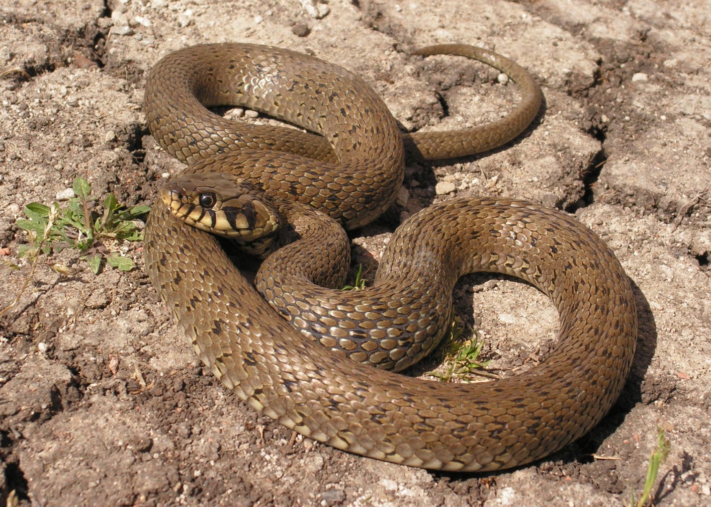 A brown snake is coiled up on dry, cracked ground