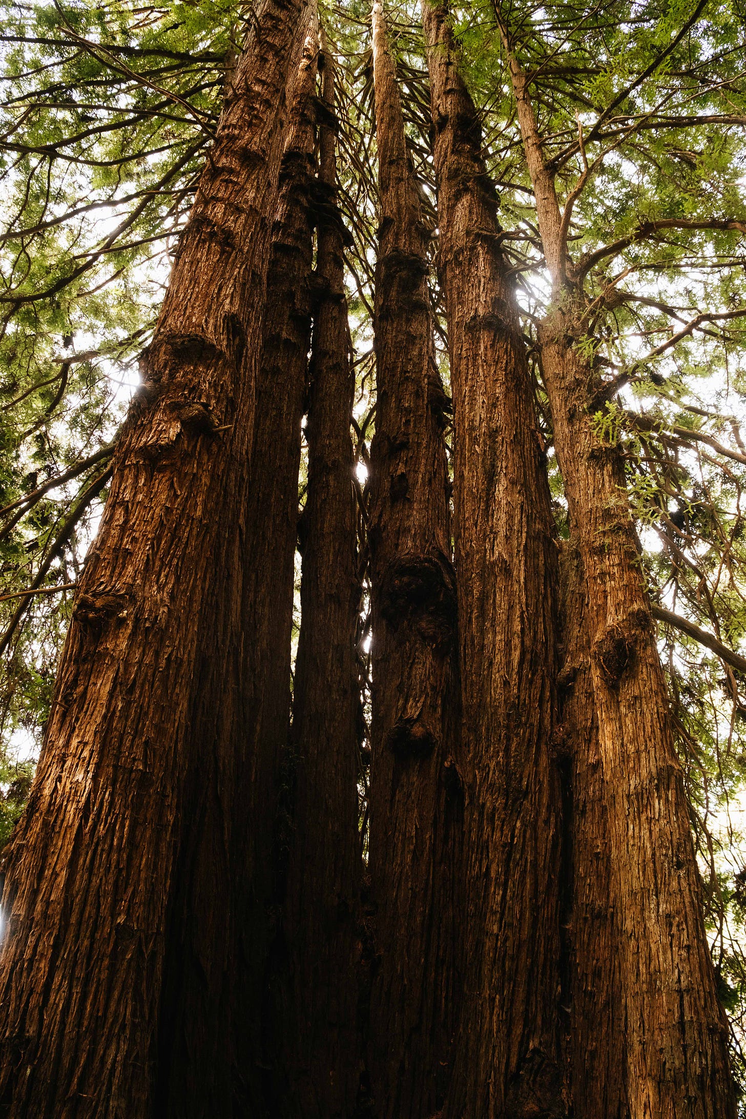 six trees growing in a semi-circle