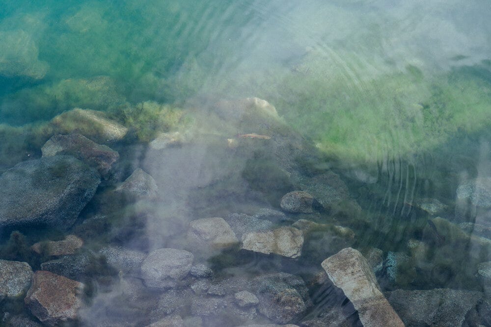 A fish swimming the green waters of Rae Lakes.