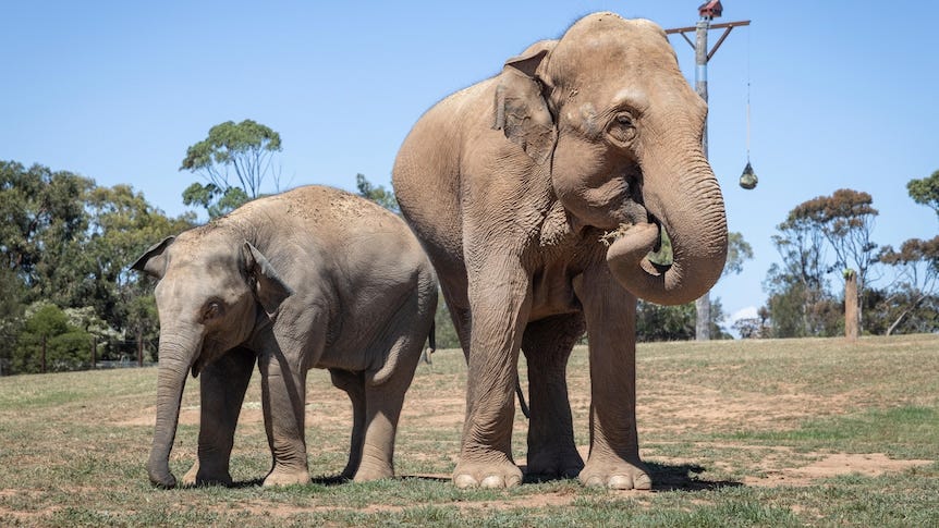 Two elephants eating