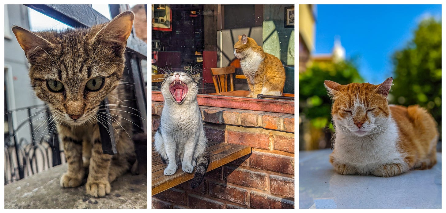 Three pictures of the cats of Istanbul. 