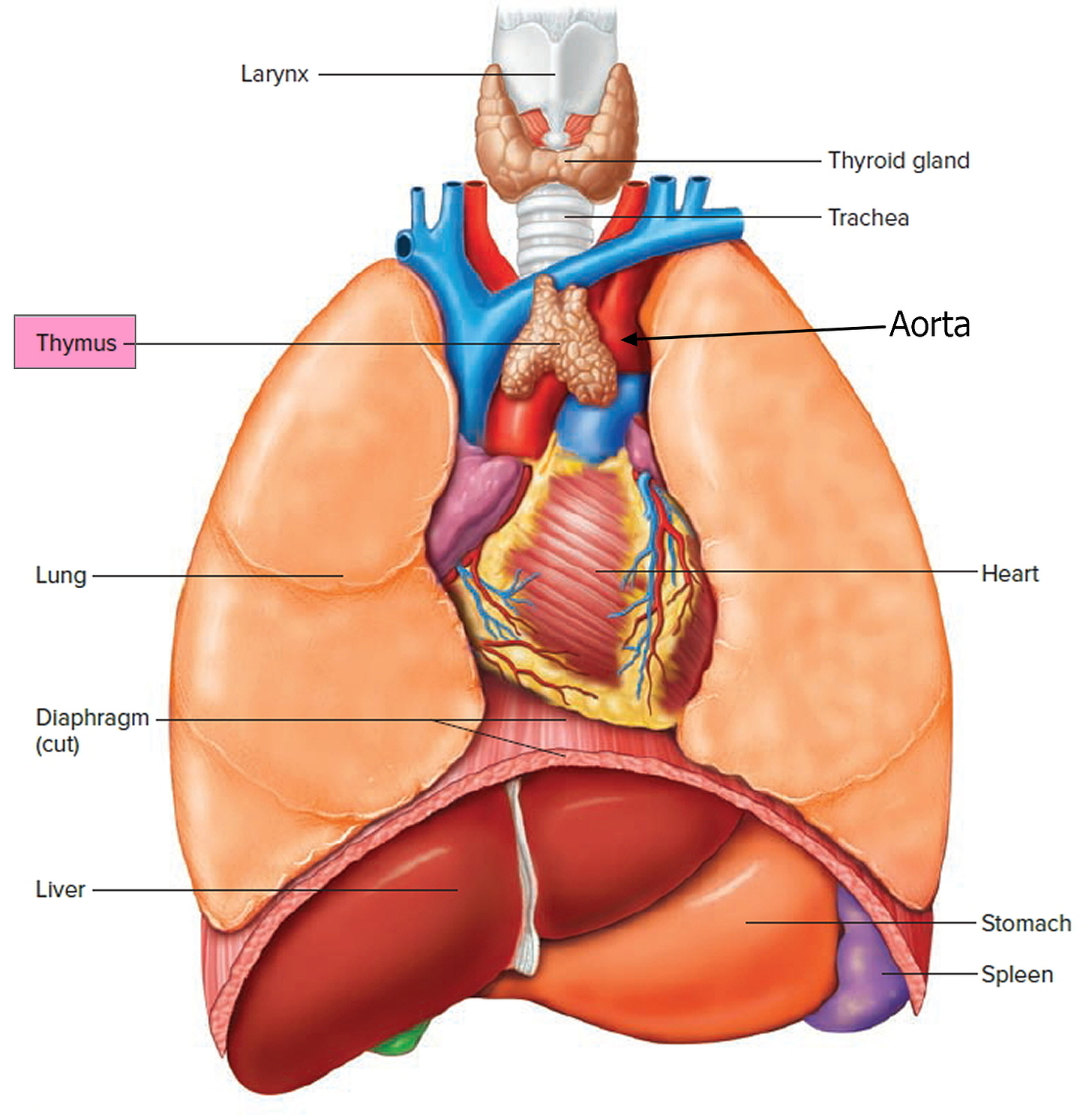 https://healthjade.com/wp-content/uploads/2017/10/thymus-location.jpg