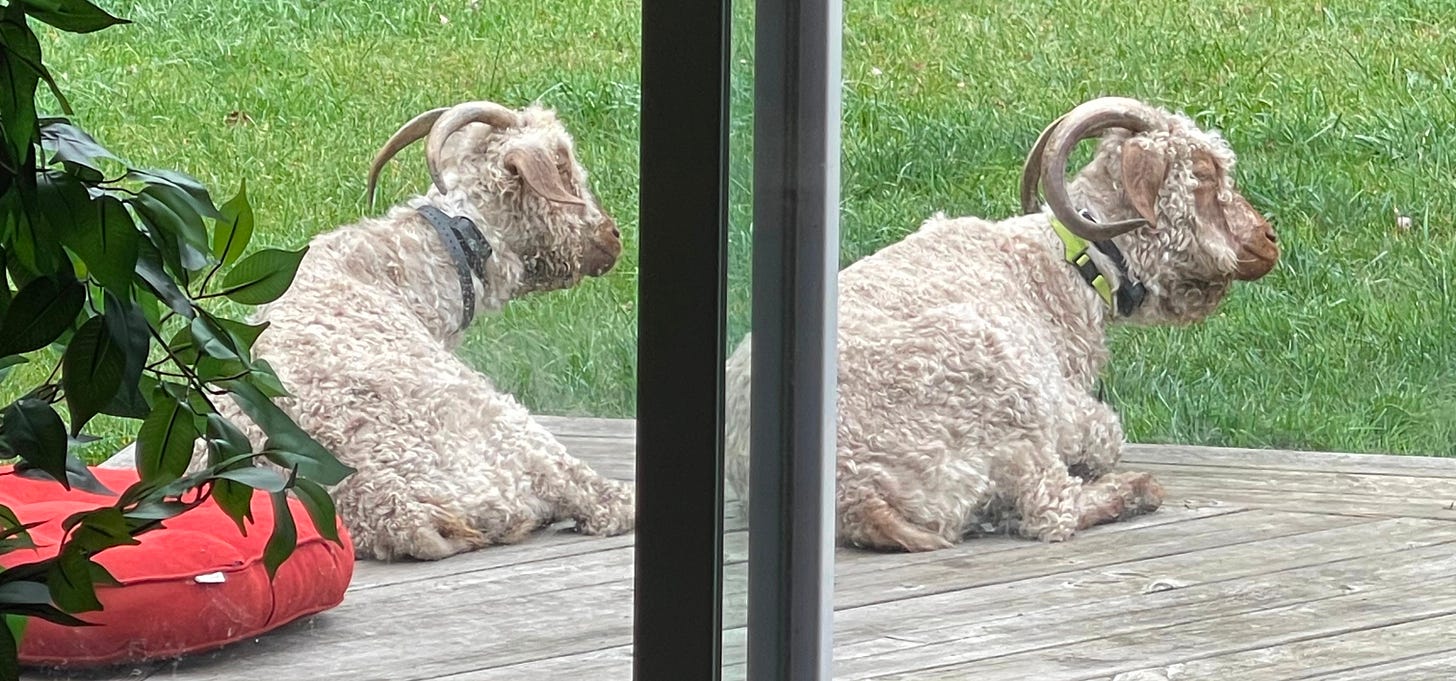 Two curly haired goats nap on a wooden deck