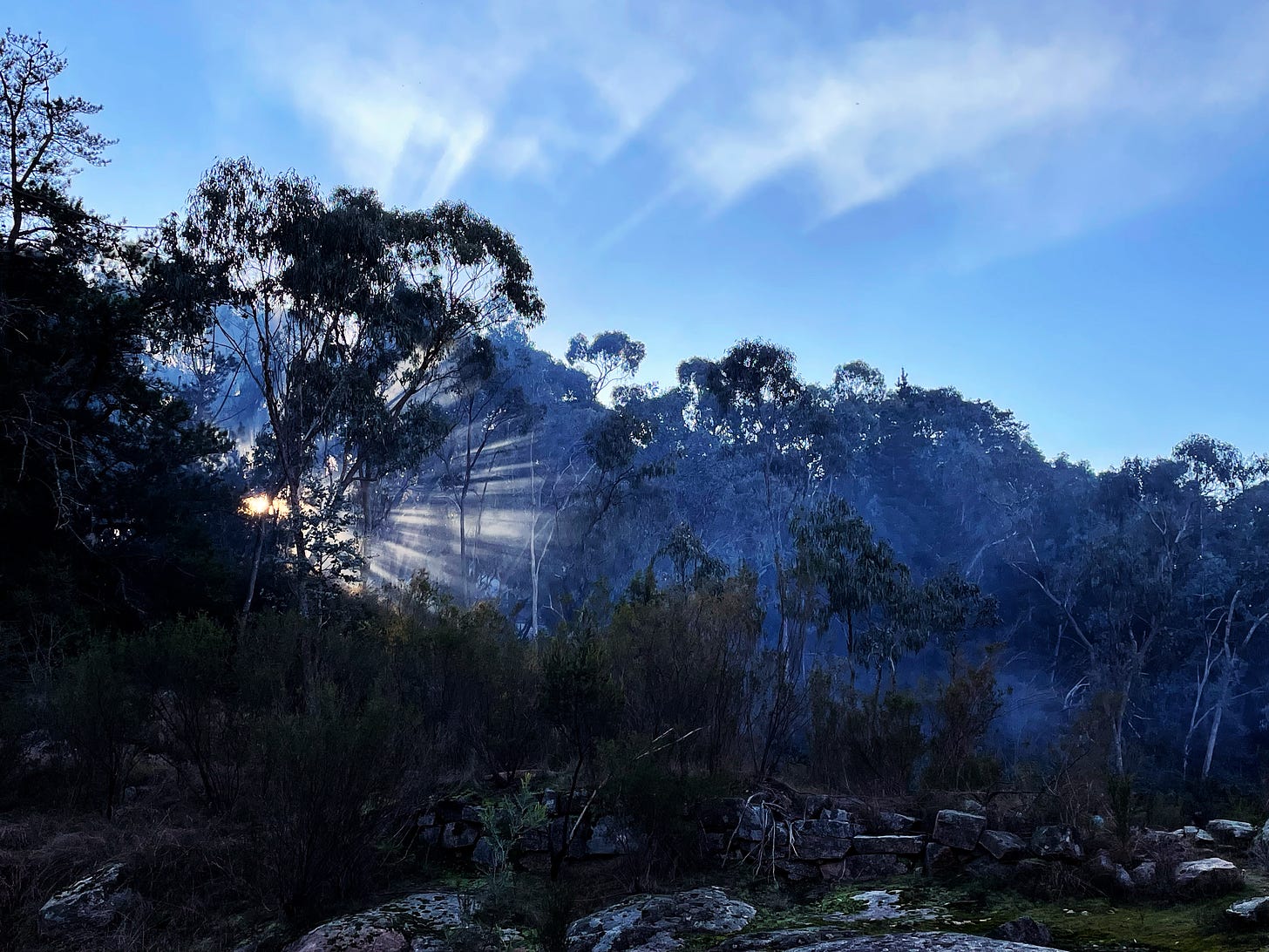 Beams of sunlight breaking through eucalyptus trees. Moss-covered rocks in the foreground. 