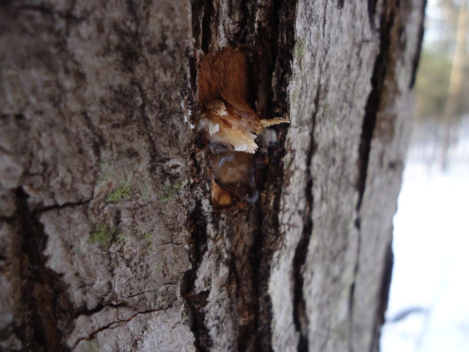 Maple Tapping