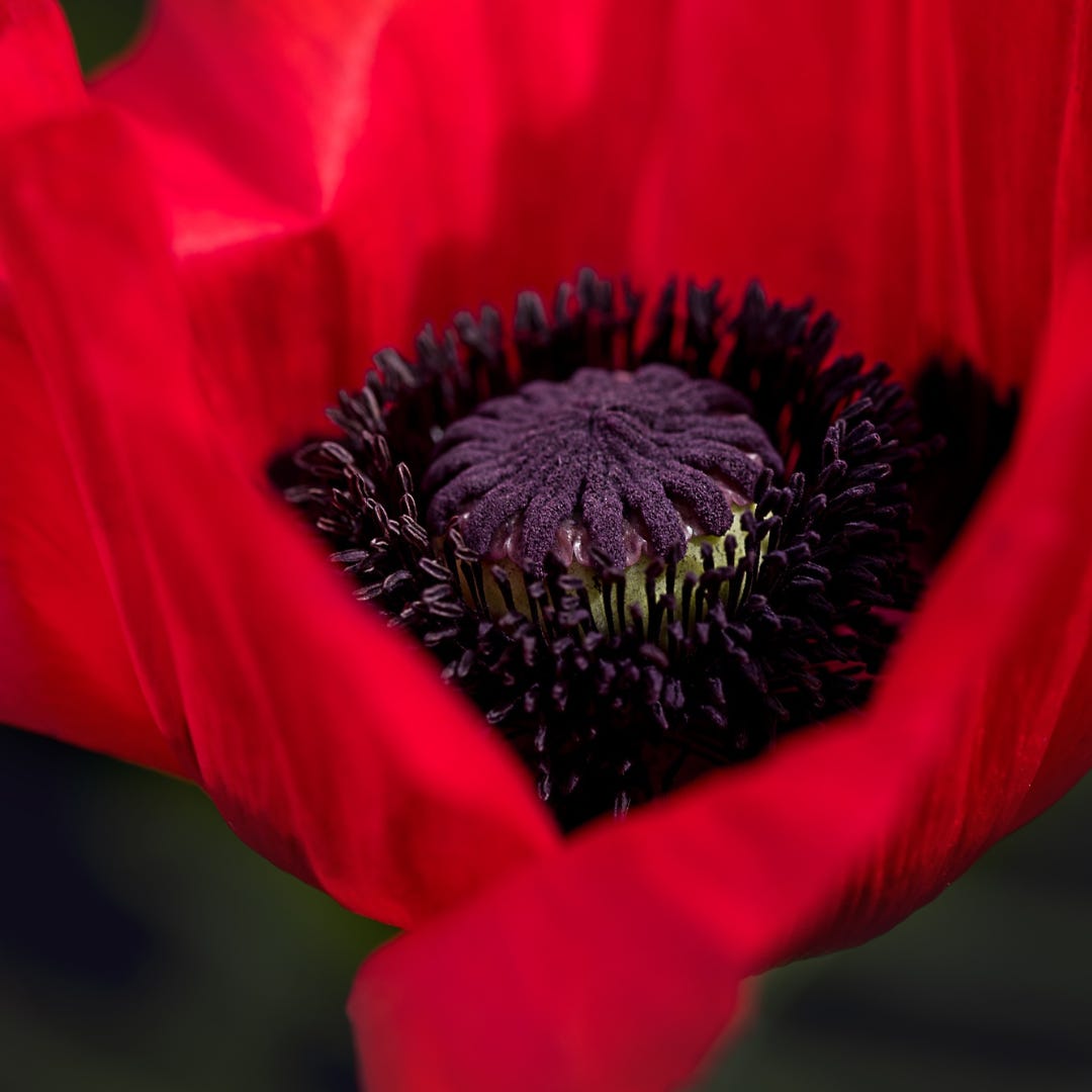 A close-up image of the purple-black center of a red poppy.