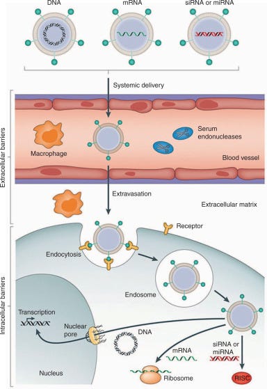 Production and clinical development of nanoparticles for gene delivery:  Molecular Therapy - Methods & Clinical Development