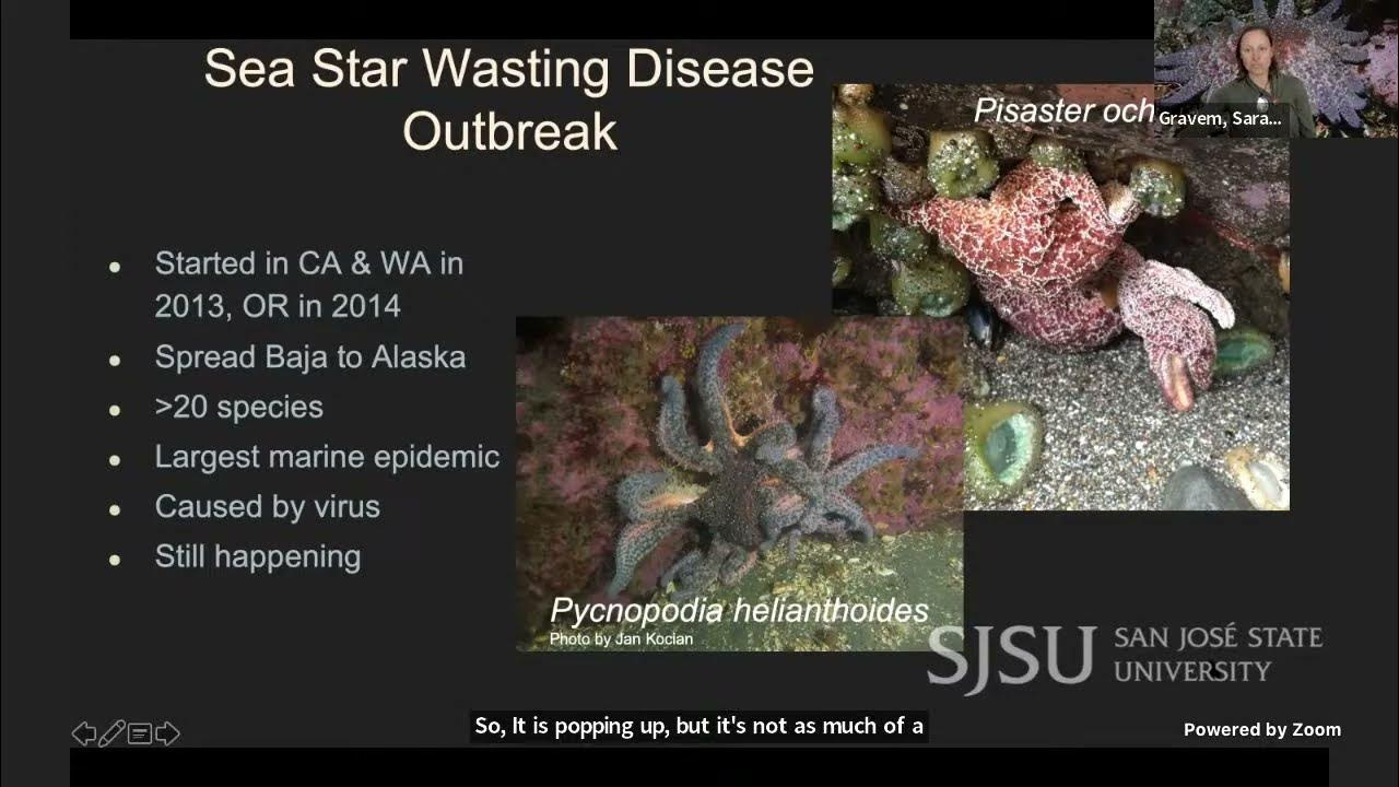 Dr. Sarah Gravem Presents: Star Track: Sea star wasting disease, sunflower sea star recovery, and... - YouTube