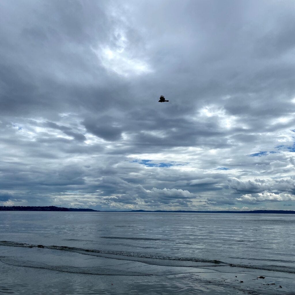 bird soaring against backdrop of cloudy sky