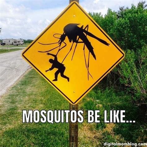 Funny Mosquito Memes | Memes, Birthday meme, Funny summer memes