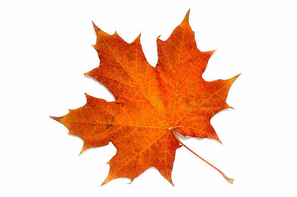 170,700+ Maple Leaf Stock Photos, Pictures & Royalty-Free ...