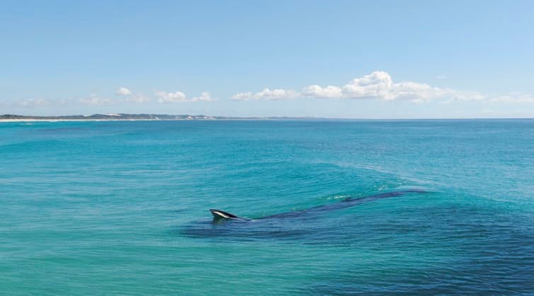 Photo of a Bryde's whale feeding in shallow surf, taken from the side