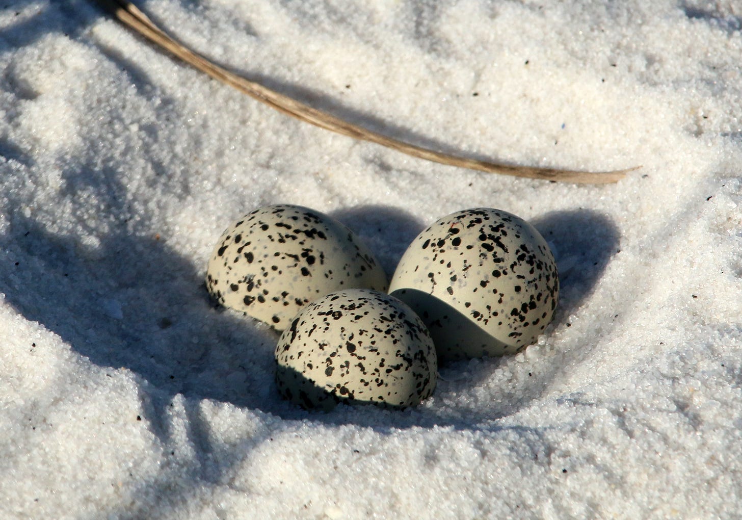 Summer Plover Chicks – Outdoor Devil