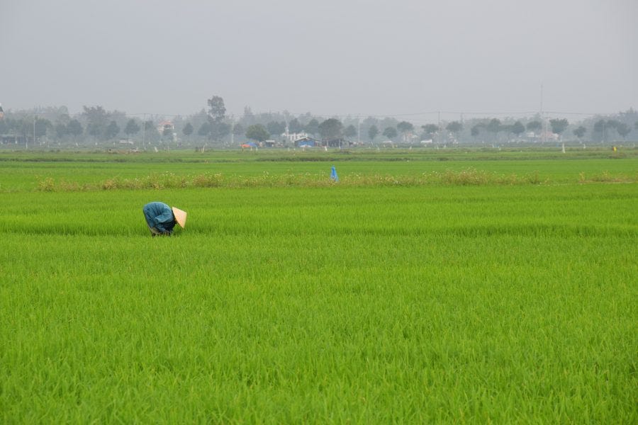 Hoi An, Vietnam - rice paddies