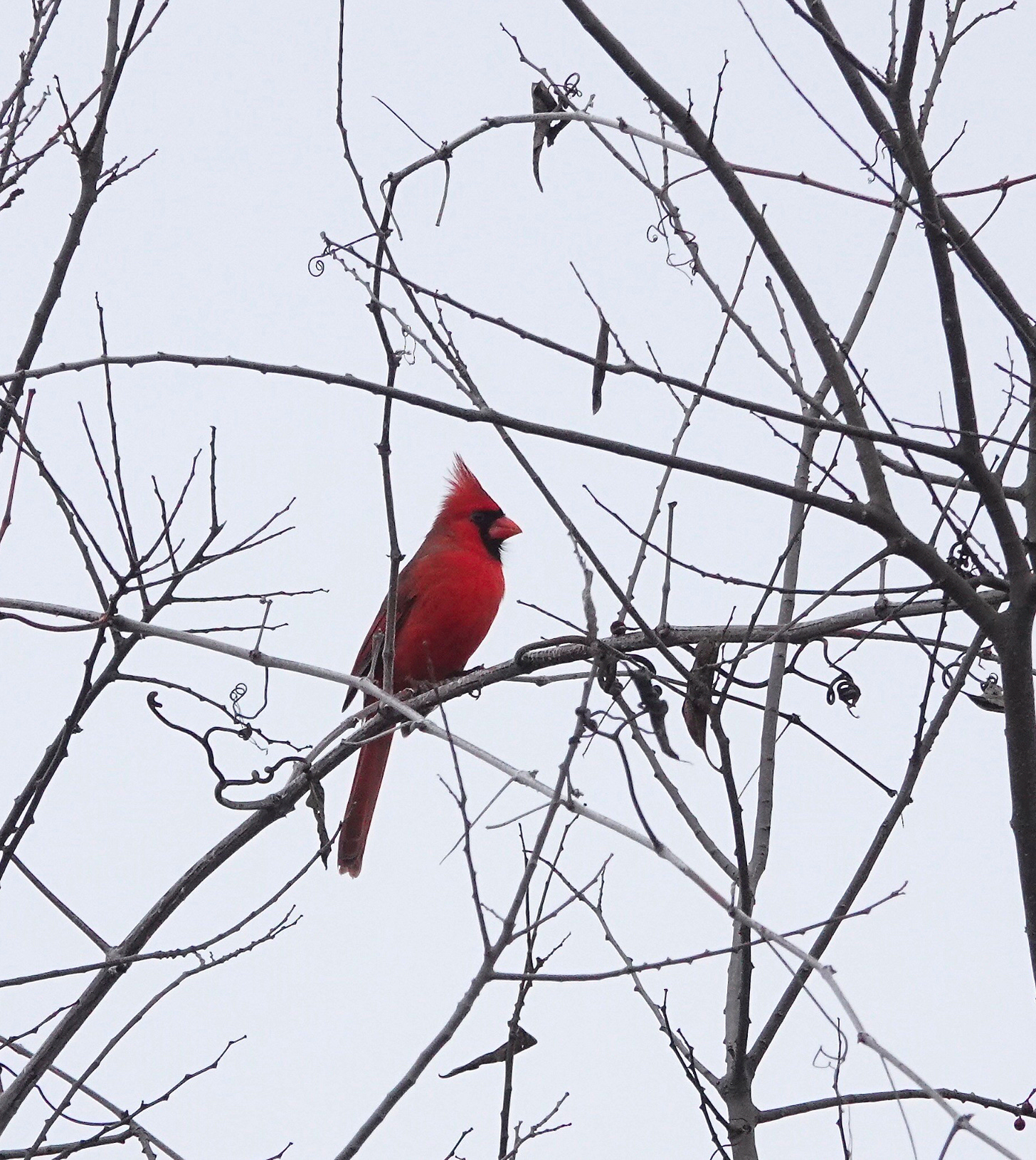 A bright red cardinal stands out from its perch in a leafless wood on an overcast day. The bird’s crest is lifted in alert as it scans for danger. Its long tail is also especially pronounced in this photo. A black mask and orange conical bill add further contrast to the scene.