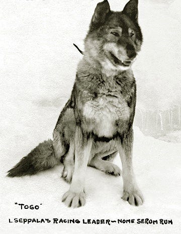 Togo the Sled Dog, who lost his fame to Balto. Known from the Great ...