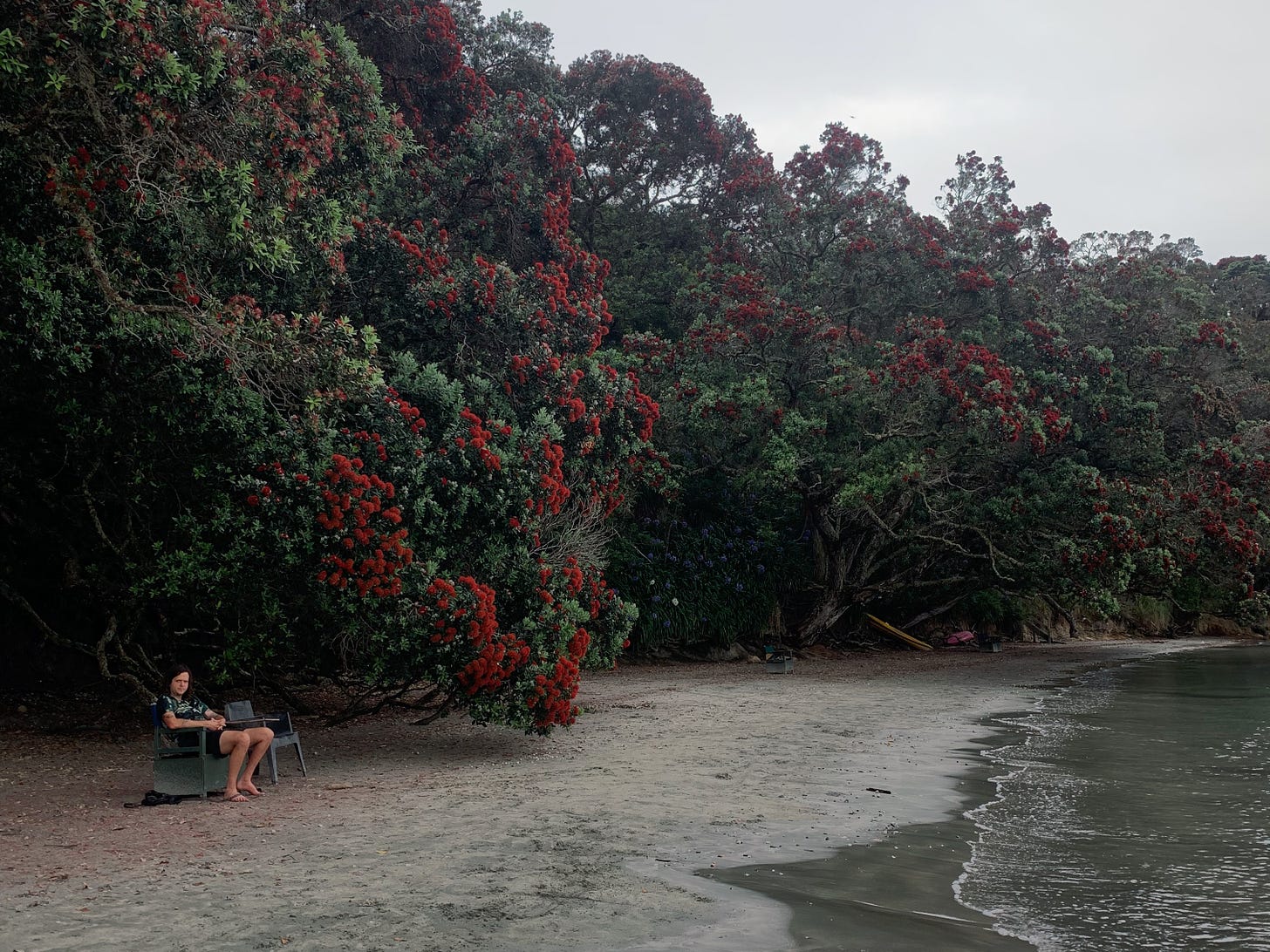Hannah's partner Ryan sits beneath a large Pohutukawa tree on the beach. The sea is just in frame and is a murky green colour. The pohutukawa flowers are deep red, at the end of their season