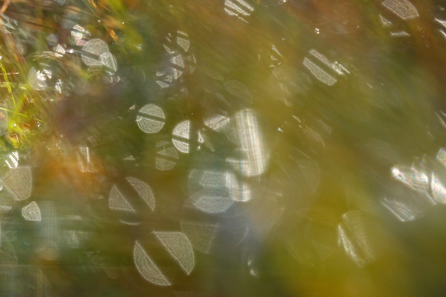 A carnival of lights: droplets of rain water reflect the morning sun and glitter among the grasses