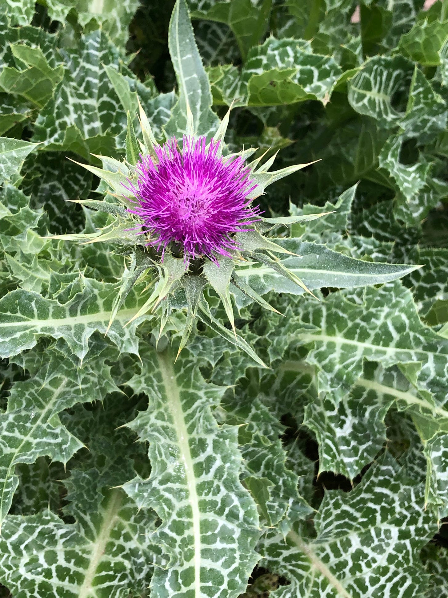 A milky thistle with one purple flower in the center of prickly, white-veined leaves.