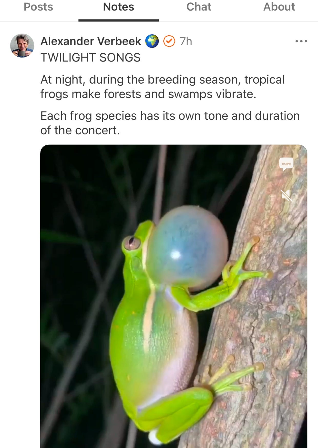 screenshot of a note with a green frog in a tree