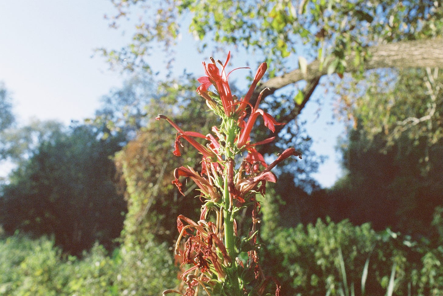 Cardinal flower in an urban wetland