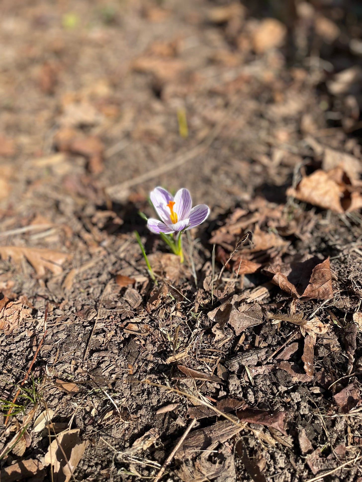 crocus at a distance surrounded by brown leaves