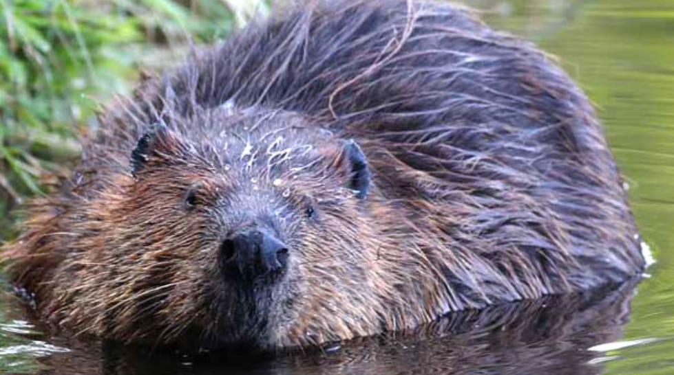 A beaver that is partially submerged in water with a grass background