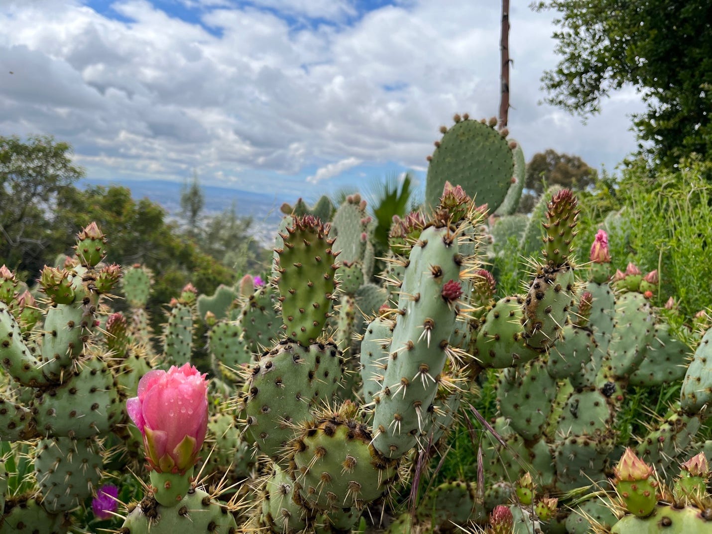 A group of cactus plants with a pink flower

Description automatically generated with low confidence