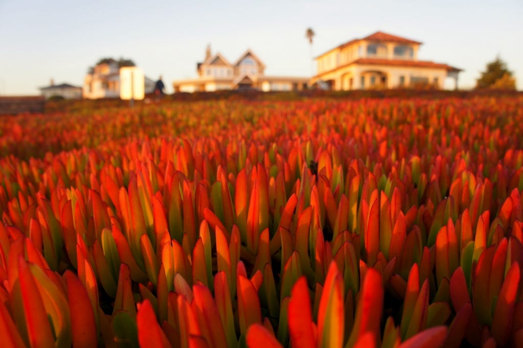 Ice plants and Santa Cruz homes.